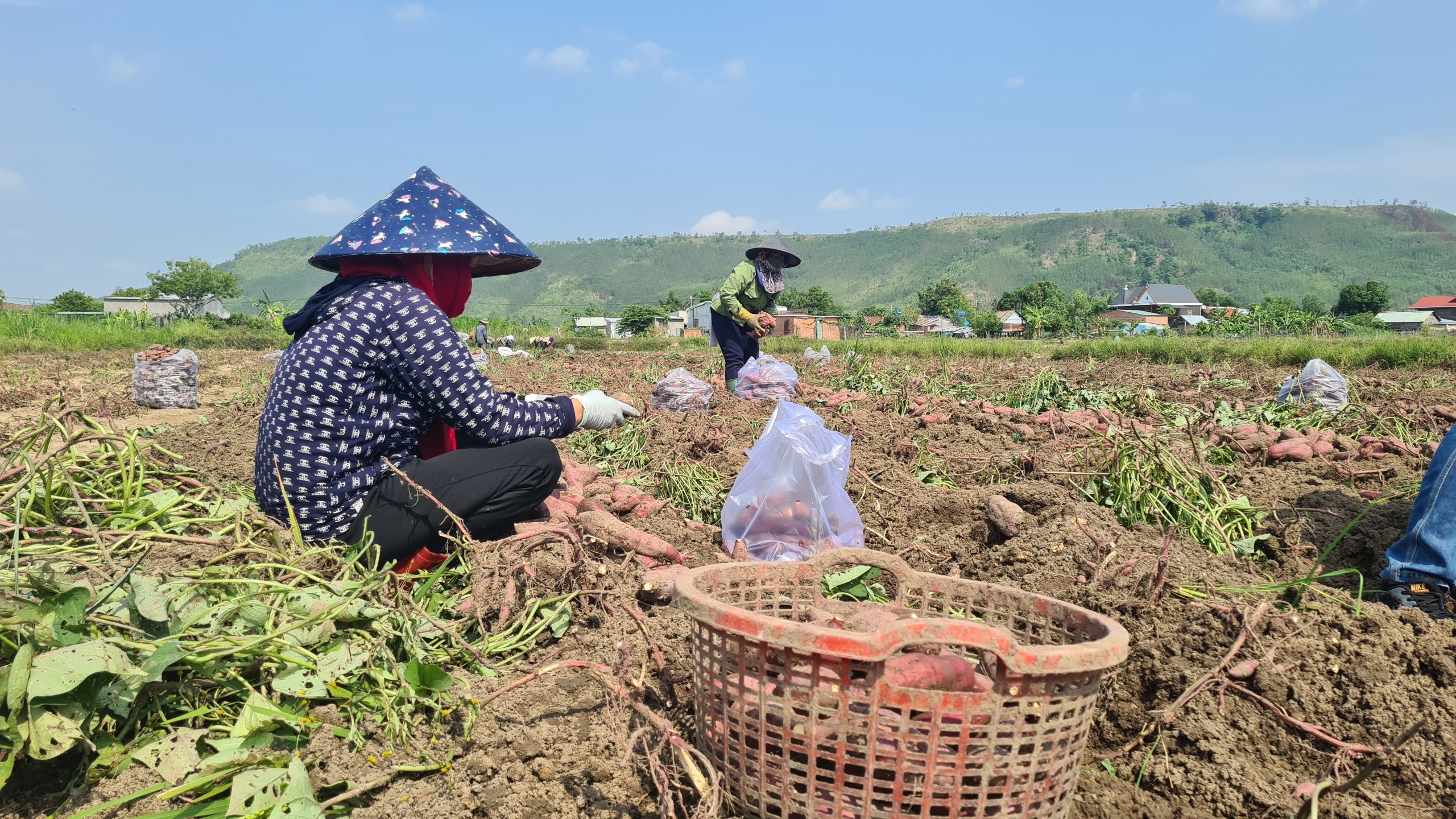 'Thủ phủ khoai lang' Gia Lai… thất thủ- Ảnh 1.