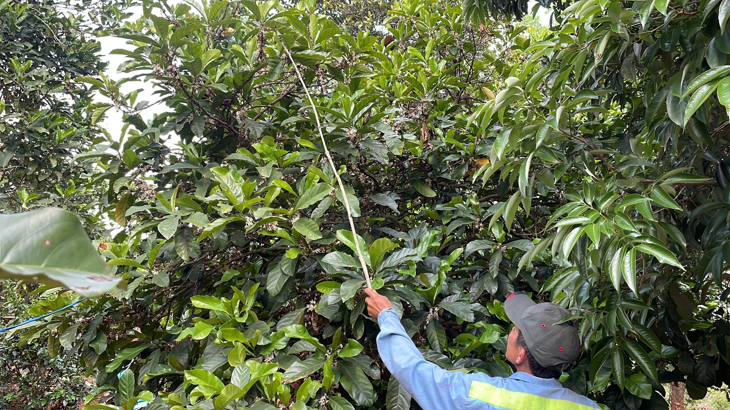 Quảng Trị: Người dân đổ xô đi nhặt xác ve sầu, bán 2 triệu đồng/kg- Ảnh 2.