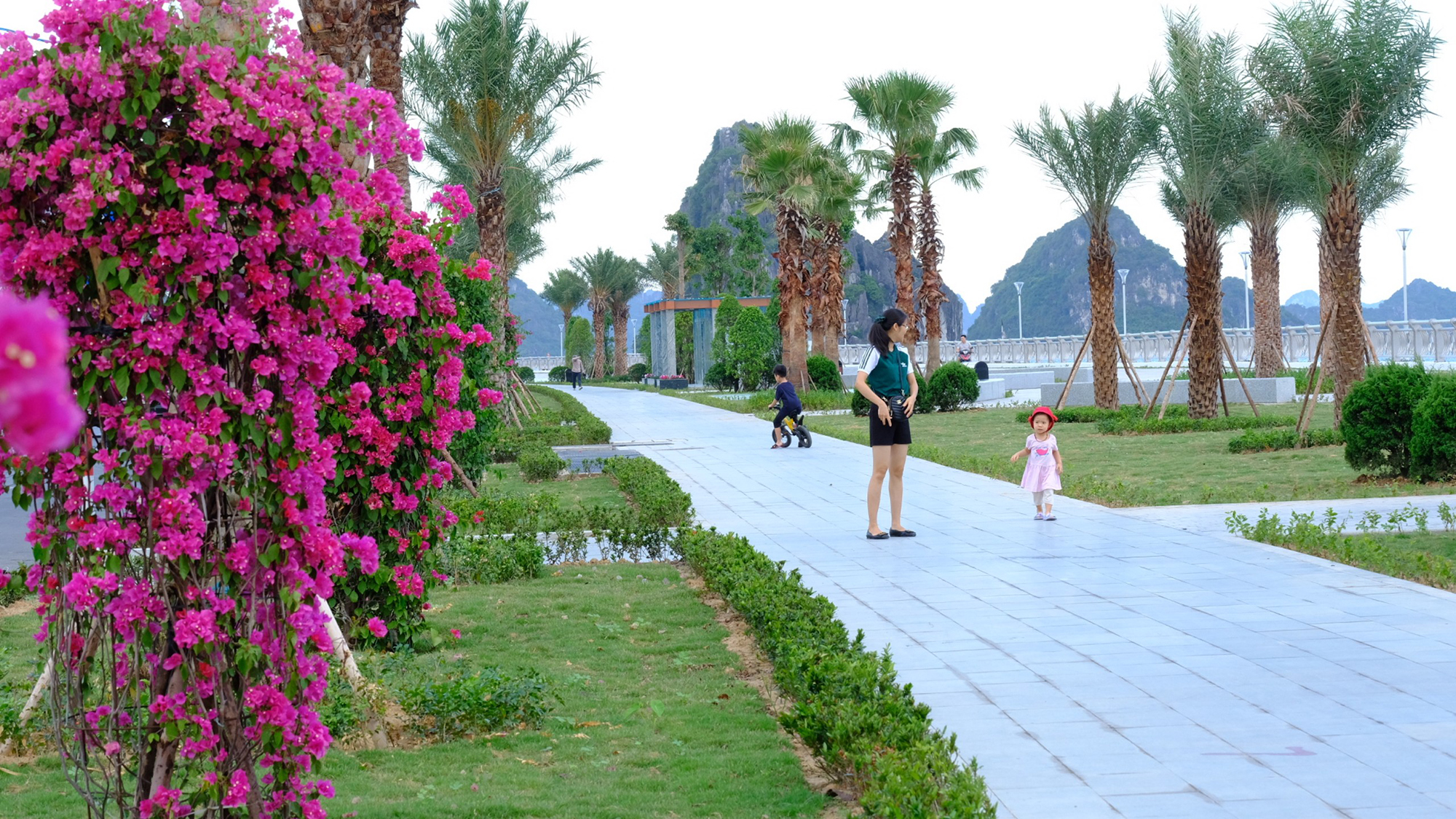 Hàng vạn cây xanh được trồng mới trên các tuyến đường trục chính ở Quảng Ninh thời gian qua
