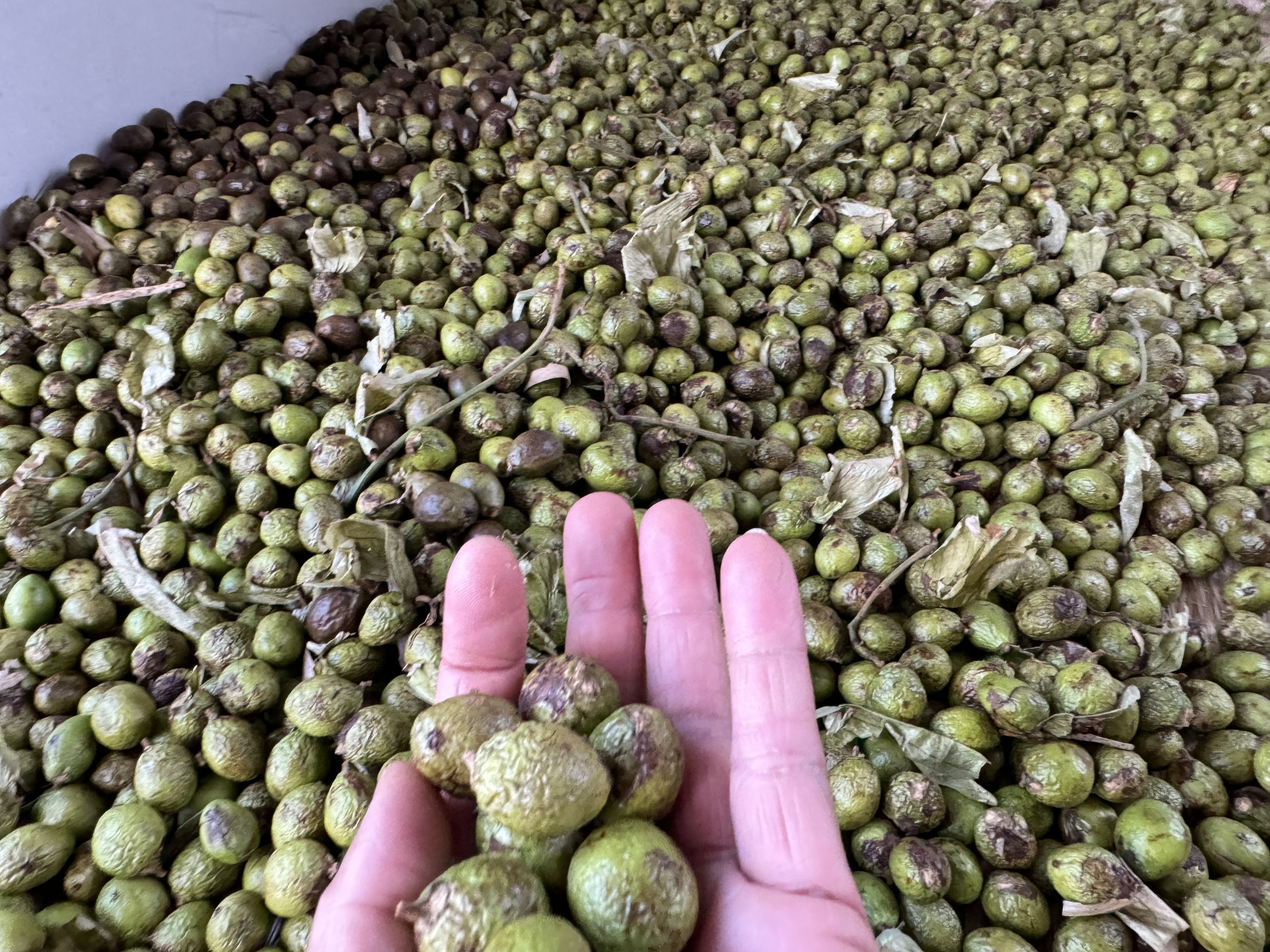 Đốn hạ rừng phòng hộ để săn ươi- Ảnh 4. Đốn hạ rừng phòng hộ để săn ươi- Ảnh 4.