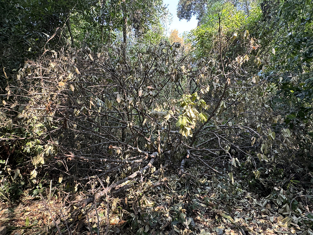 Đốn hạ rừng phòng hộ để săn ươi: Lực lượng bảo vệ rừng ở đâu?- Ảnh 4. Đốn hạ rừng phòng hộ để săn ươi: Lực lượng bảo vệ rừng ở đâu?- Ảnh 4.