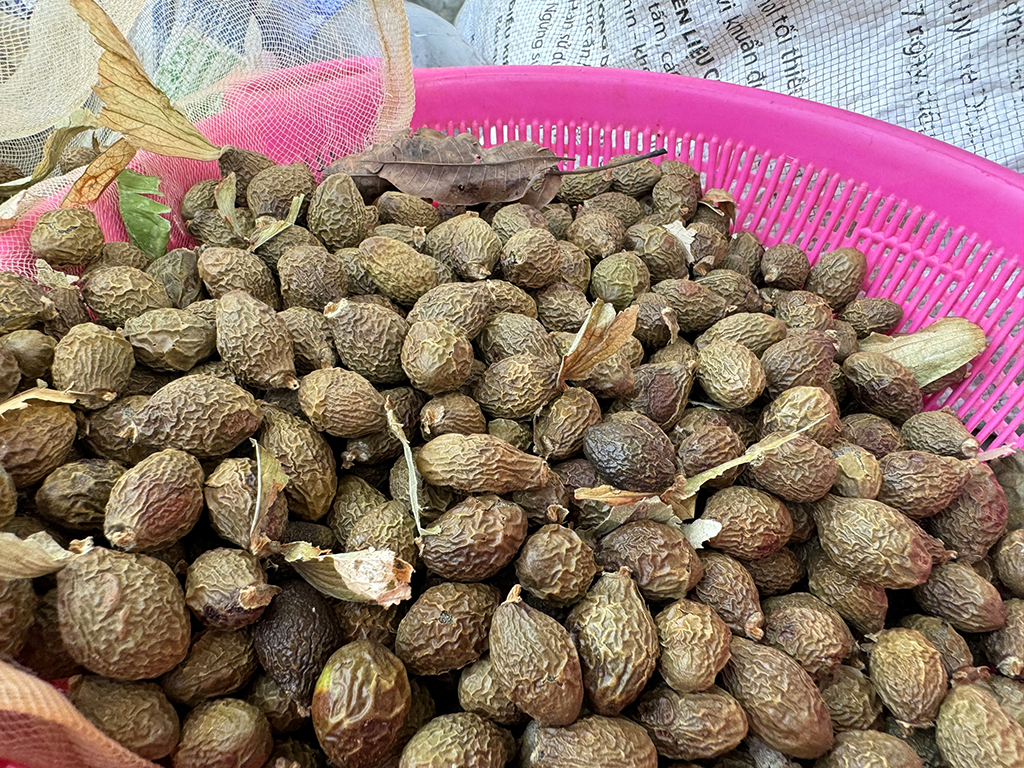 Đốn hạ rừng phòng hộ để săn ươi: Lực lượng bảo vệ rừng ở đâu?- Ảnh 5. Đốn hạ rừng phòng hộ để săn ươi: Lực lượng bảo vệ rừng ở đâu?- Ảnh 5.