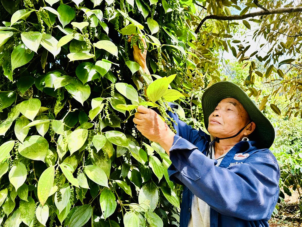 Giá tiêu tăng mạnh và đạt mức cao nhất trong nhiều năm gần đây