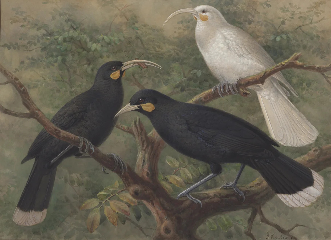 3 con chim Huia được họa sĩ người Hà Lan Johannes Keulemans phác họa vào khoảng năm 1900
