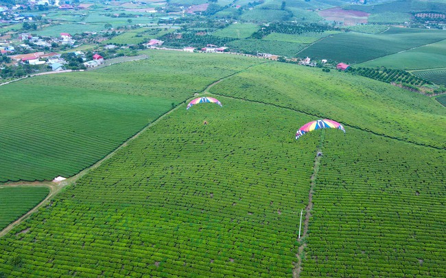 Bay trên thảo nguyên xanh