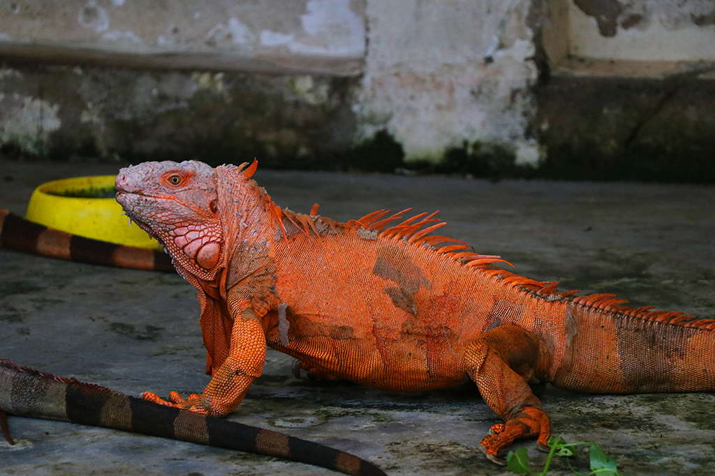 Câu hỏi pháp lý từ đam mê nuôi rồng Nam Mỹ- Ảnh 1. Rồng Nam Mỹ Iguana đời đầu được ông Nam mua về để chăm sóc, lai tạo