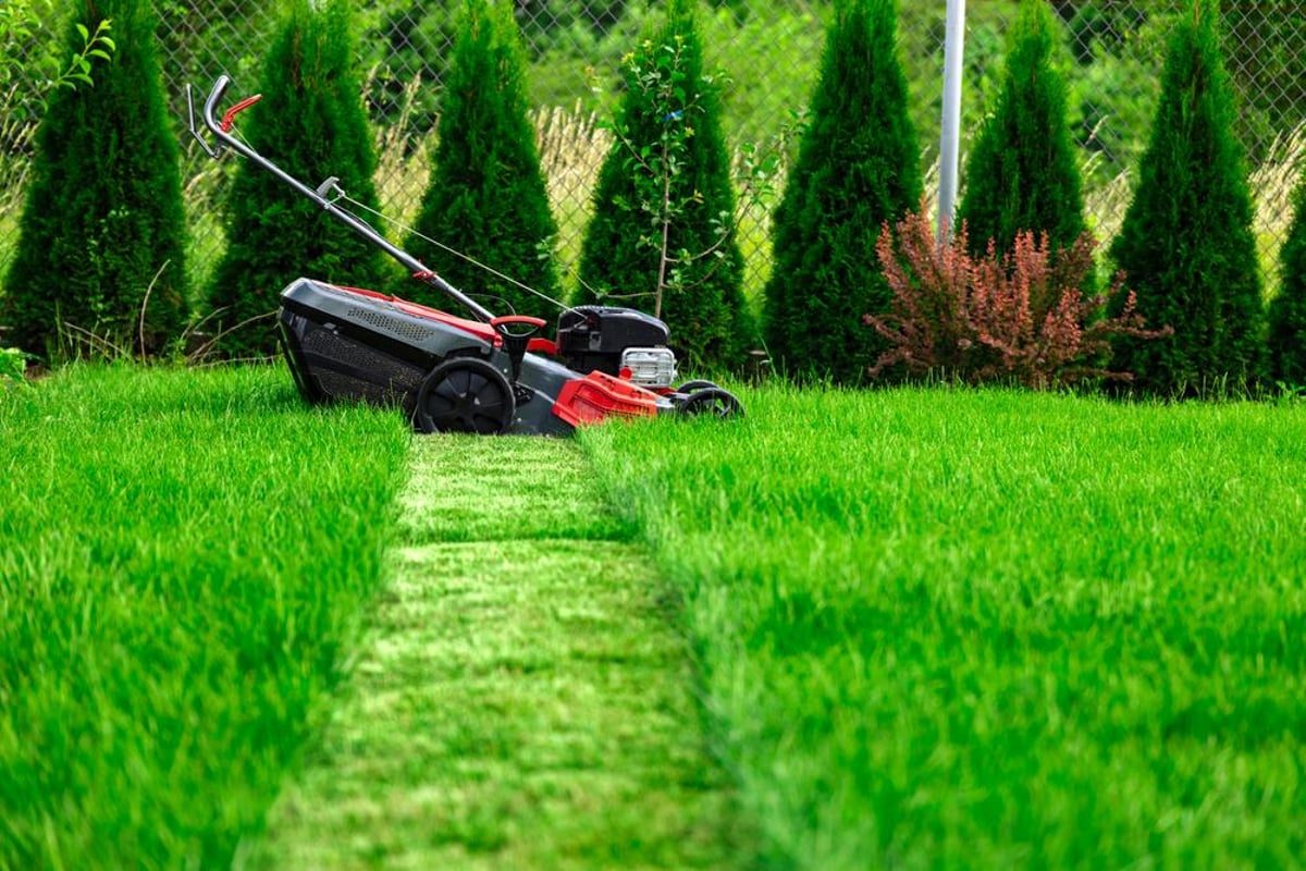 Độc đáo chiến dịch “ngưng cắt cỏ” tại Anh