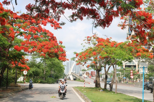 Hải Phòng rực cháy sắc đỏ hoa phượng, tím biếc hoa bằng lăng