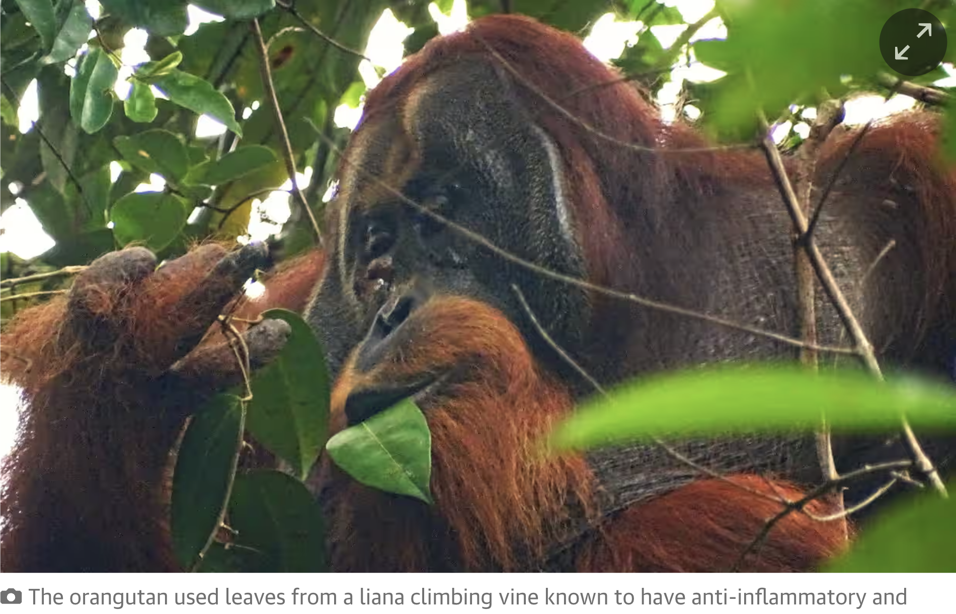 Lần đầu phát hiện đười ươi tự dùng lá thuốc để chữa lành vết thương- Ảnh 2.