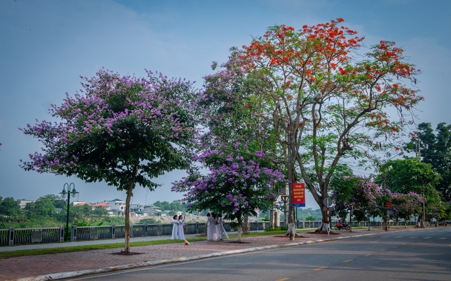Nồng nàn sắc hoa mùa hạ