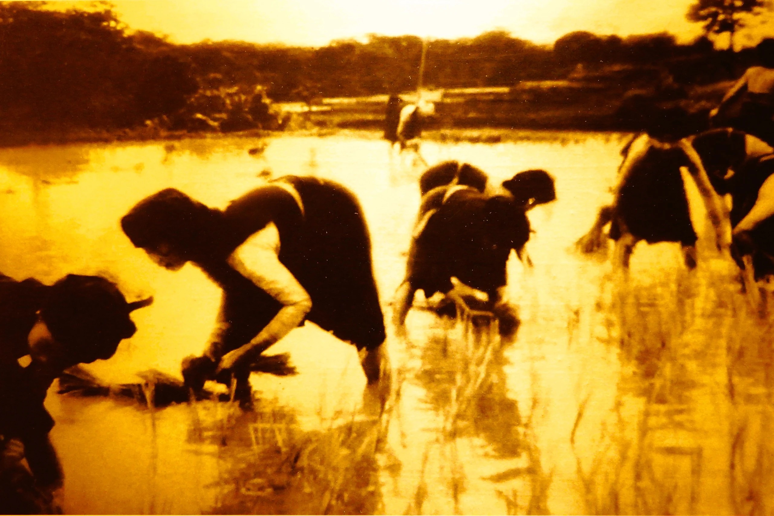 Đồng bào Điện Biên cấy lúa trên những mảnh ruộng do bộ đội Trung đoàn 176 khai phá