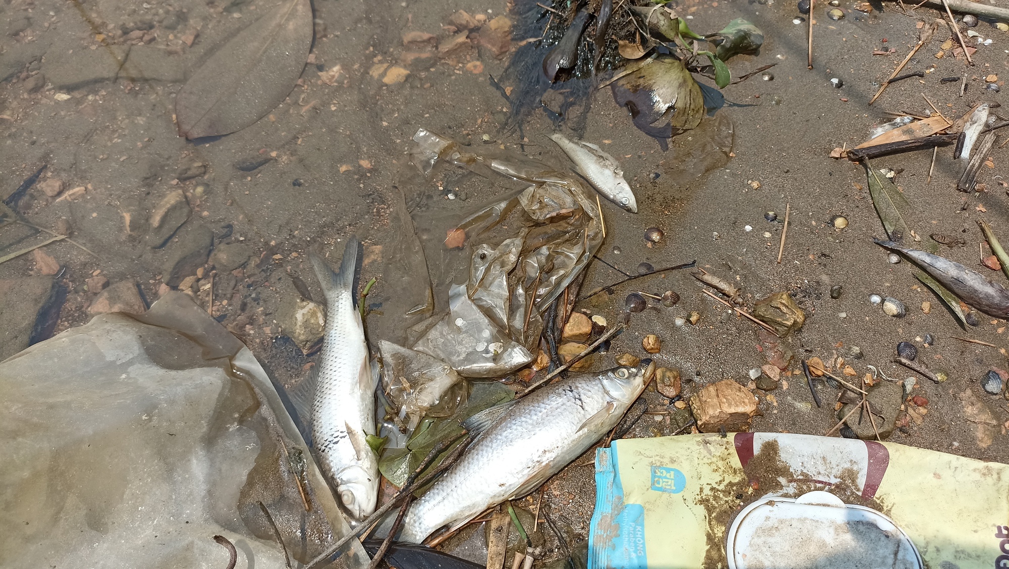 Cá trên sông Mã chết trôi dạt vào bờ