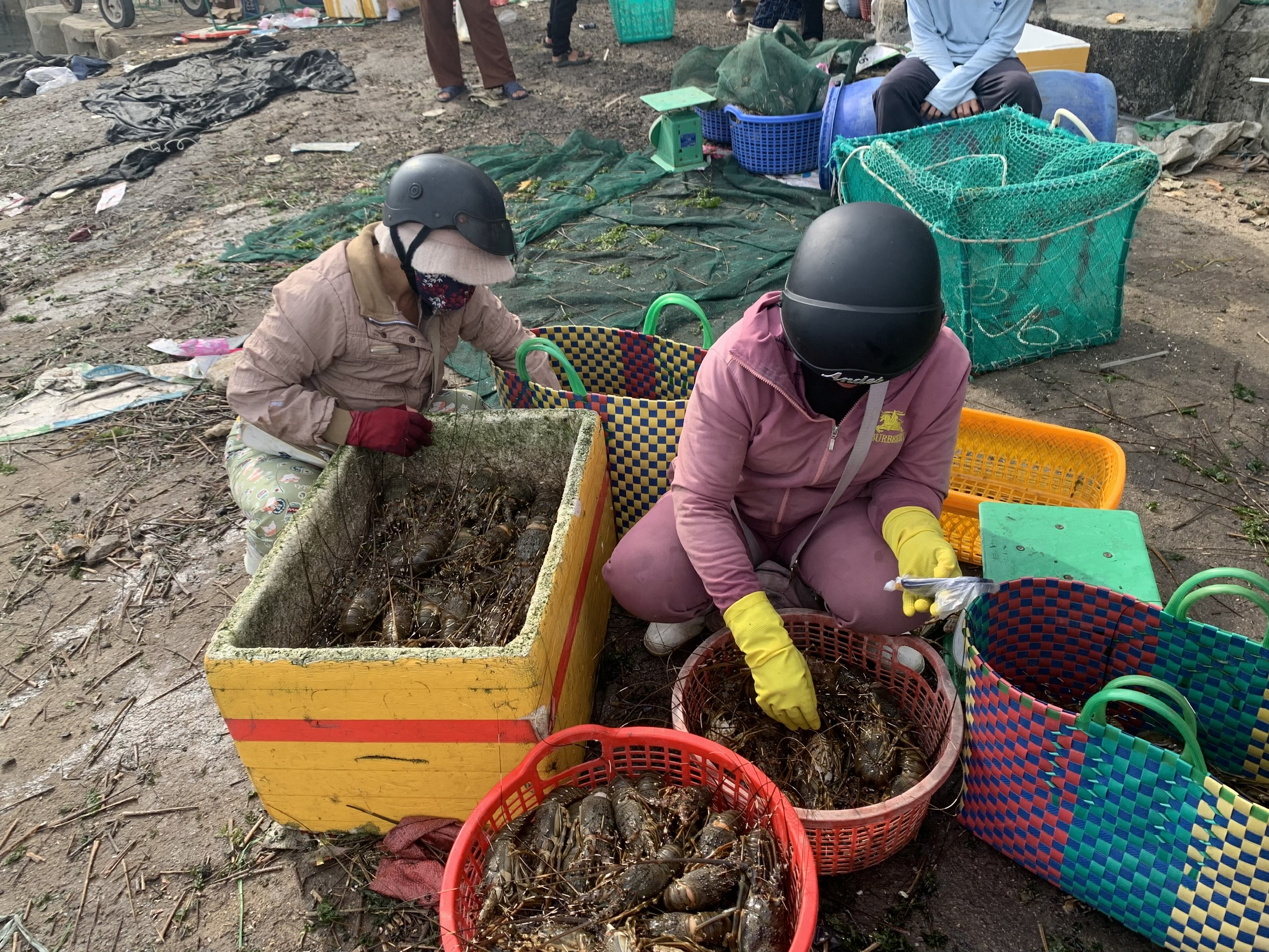 Vụ tôm cá chết hàng loạt ở Phú Yên làm thiệt hại hơn 38  tỉ đồng- Ảnh 1.