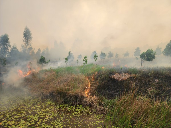 Cháy lớn tại Vườn Quốc gia Tràm Chim