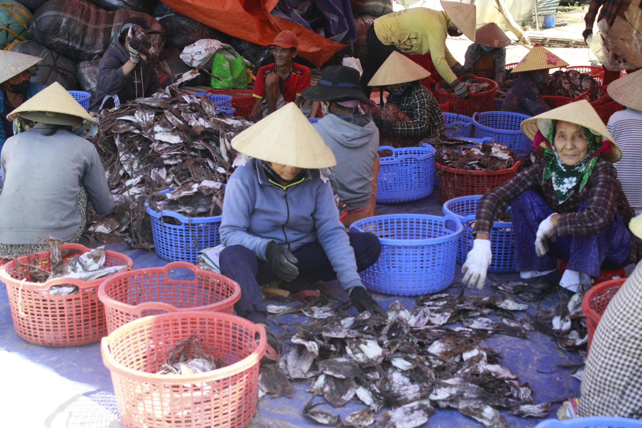 Một làng biển Quảng Ngãi trúng đậm mực xà, thu về hơn 251 tỉ đồng