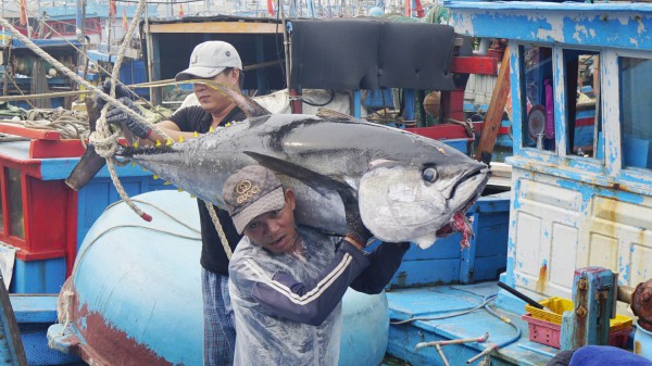 Nhiều đầu bếp nổi tiếng thế giới sẽ trổ tài chế biến cá ngừ đại dương ở Bình Định