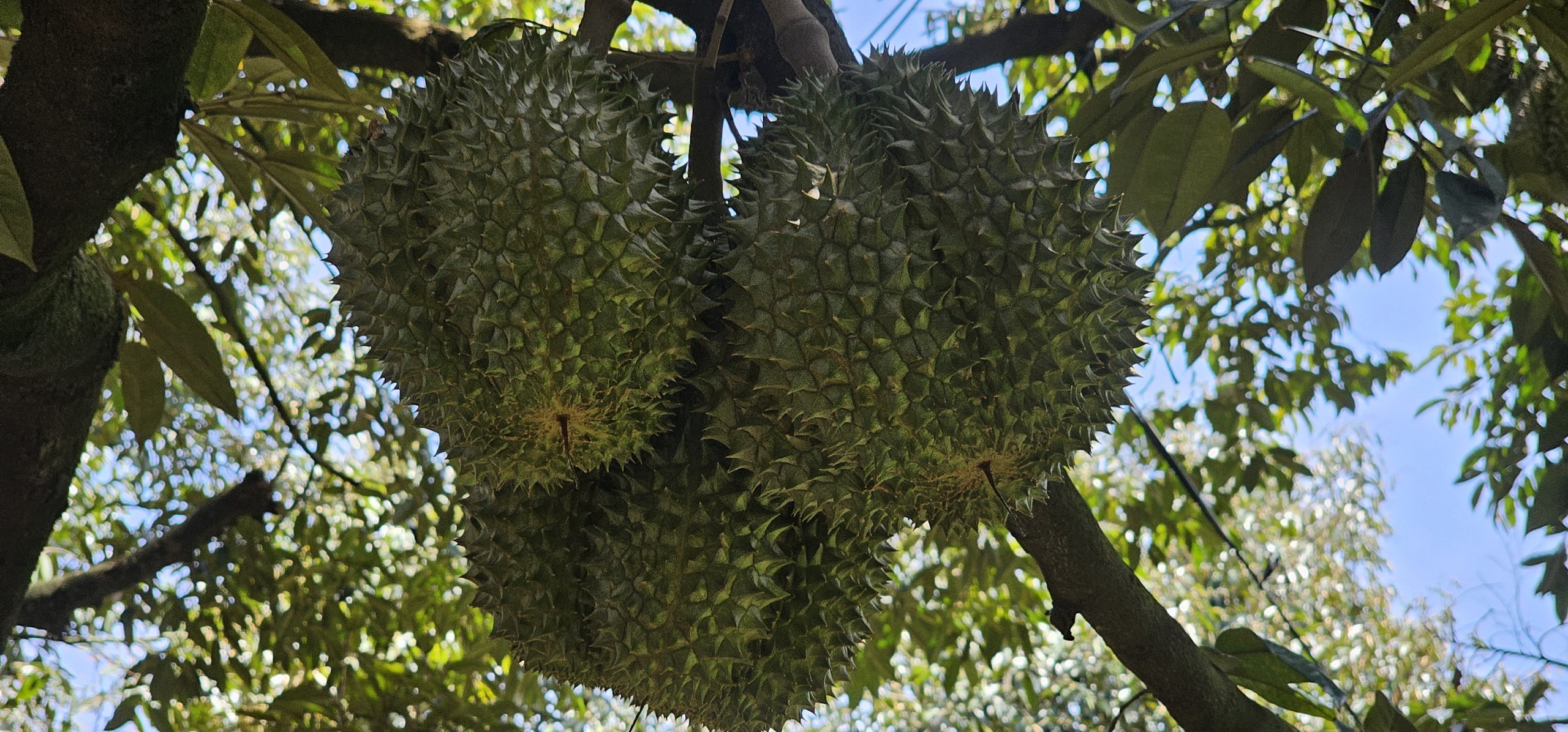 Cần nghiên cứu, nhân rộng giống sầu riêng bản địa Chuồng Bò, Chín Hóa- Ảnh 1. Cần nghiên cứu, nhân rộng giống sầu riêng bản địa Chuồng Bò, Chín Hóa- Ảnh 1.