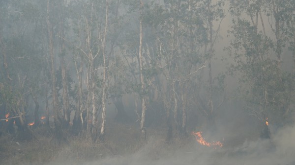 Cháy lớn tại Vườn Quốc gia Tràm Chim
