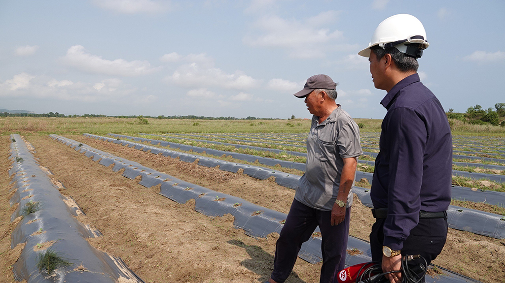 Khai hoang 'chui' trên đất dự án ngàn tỉ bỏ hoang- Ảnh 1. Khai hoang 'chui' trên đất dự án ngàn tỉ bỏ hoang- Ảnh 1.