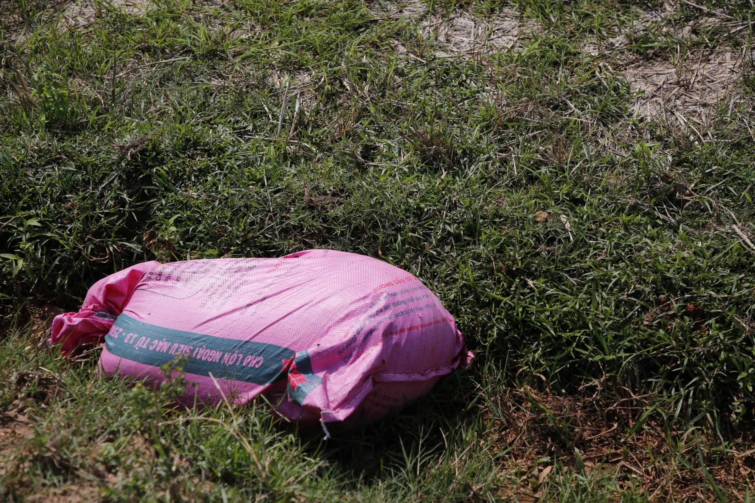 Quảng Bình: Ngao ngán cảnh lợn chết bị vứt bừa bãi ra đồng