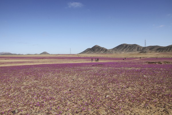 Hoa nở rộ trên sa mạc khô cằn bậc nhất thế giới