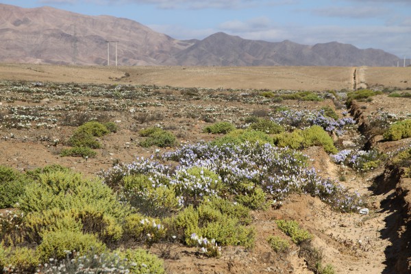 Hoa nở rộ trên sa mạc khô cằn bậc nhất thế giới