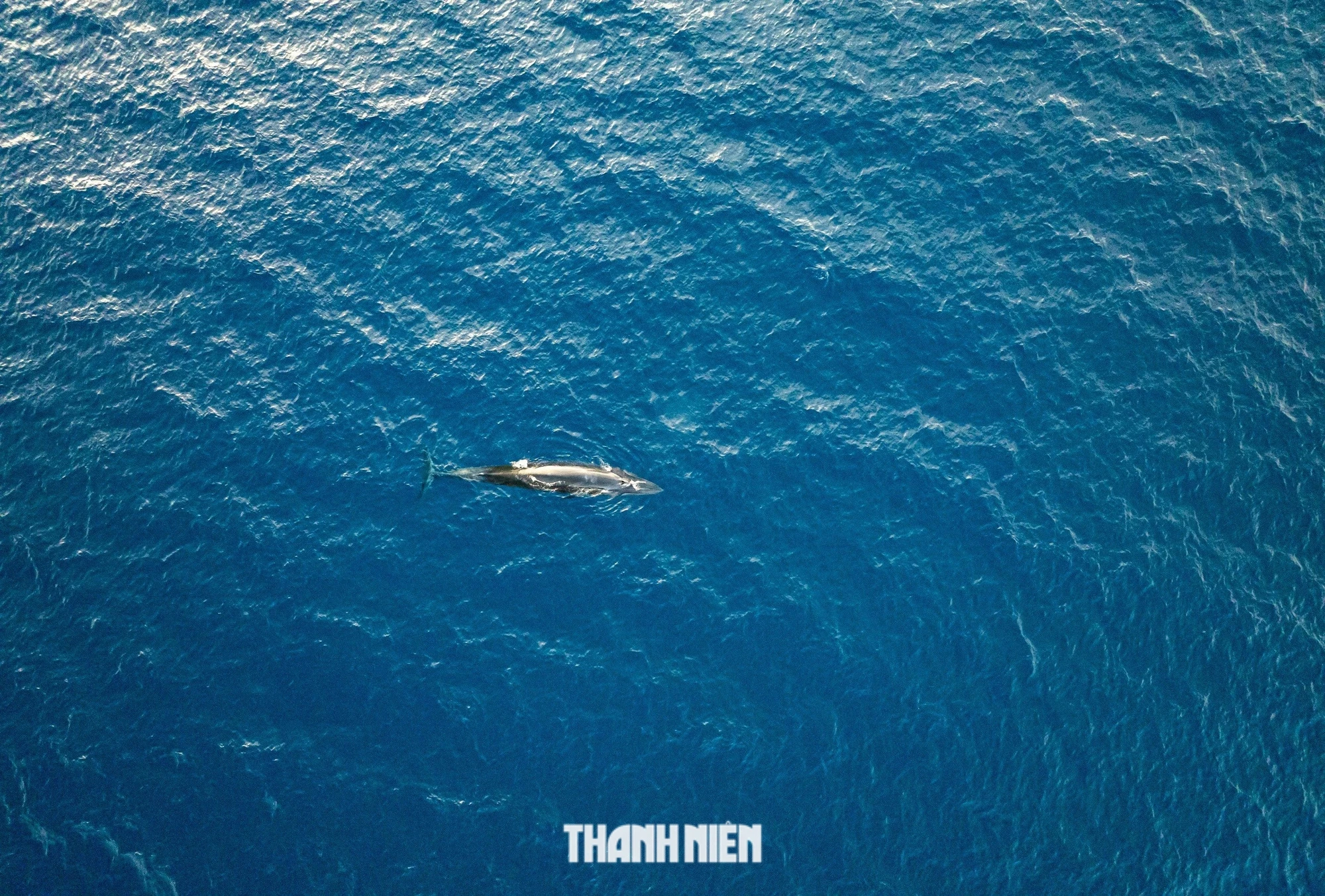 Cận cảnh cá voi dài gần 8 m săn mồi gần bờ biển Bình Định