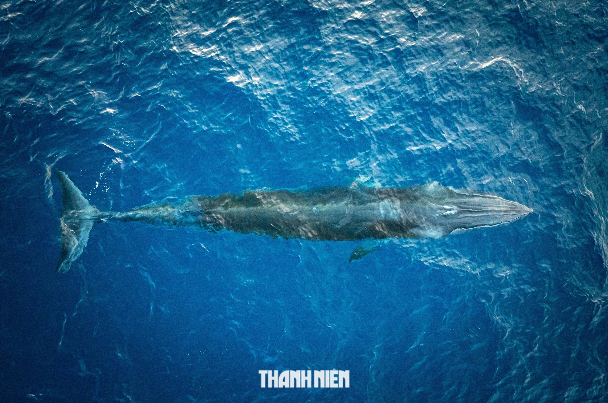 Cận cảnh cá voi dài gần 8 m săn mồi gần bờ biển Bình Định
