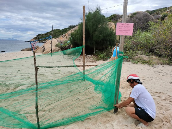 Bình Định: Rùa biển đẻ trứng ở xã đảo Nhơn Châu sau gần 10 năm vắng bóng
