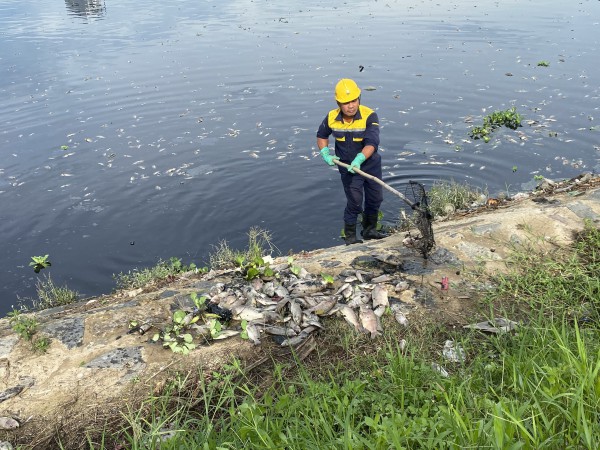 Đà Nẵng: Xử lý khẩn tình trạng cá chết hàng loạt