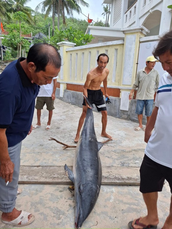 Bình Định: Cá heo chết trôi dạt vào bờ biển Cù Lao Xanh