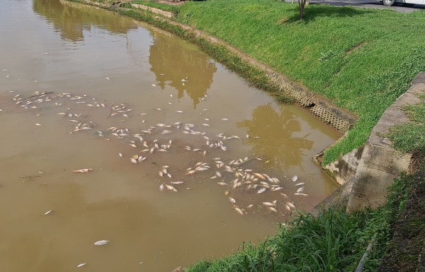 Cá chết hàng loạt nổi trên mặt hồ Xuân Hương