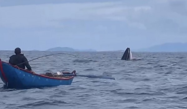 Cá voi săn mồi xuất hiện ở vùng biển Bình Định