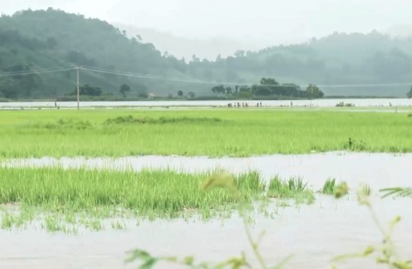 Đắk Lắk: Gần 1.200 ha lúa, hoa màu bị ngập lụt, nguy cơ mất trắng