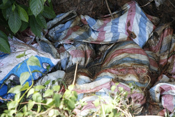 Lợn chết bị vứt bừa bãi ra đồng: Sở NN-PTNT tỉnh Quảng Bình vào cuộc
