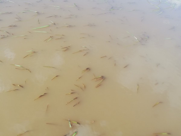 Nam Định: Cứu lúa bất thành, nông dân tất tả gieo mạ chờ cấy lại