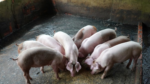 Xuất hiện 3 ổ dịch tả lợn châu Phi ở Hậu Giang