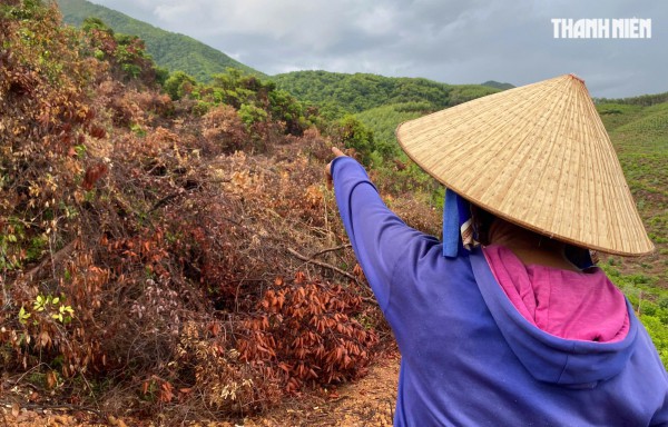 Bình Định: Điều tra vụ phá rừng ở Hoài Nhơn