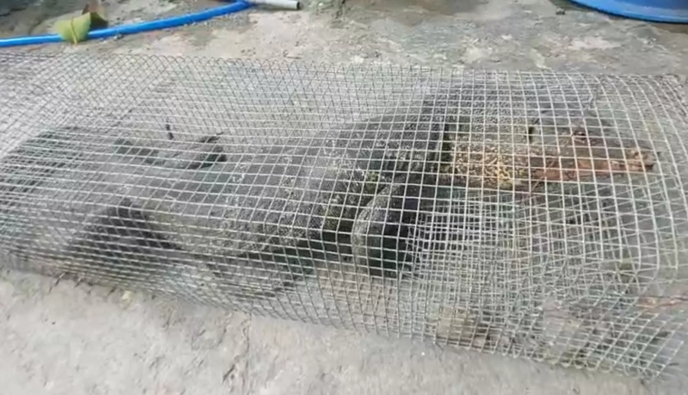 Người dân tại TP.HCM bắt được kỳ đà quý hiếm 6 kg bàn giao kiểm lâm Người dân tại TP.HCM bắt được kỳ đà quý hiếm 6 kg bàn giao kiểm lâm