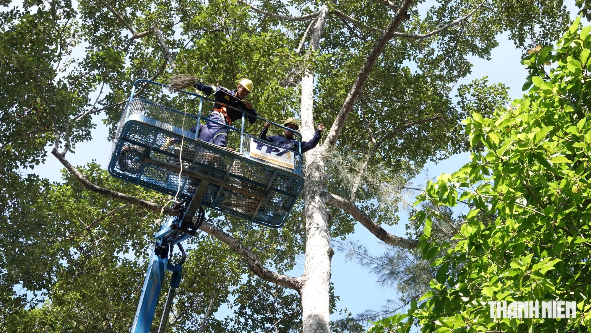 TP.HCM đốn hạn, thay thế gần 2.800 cây xanh mất an toàn