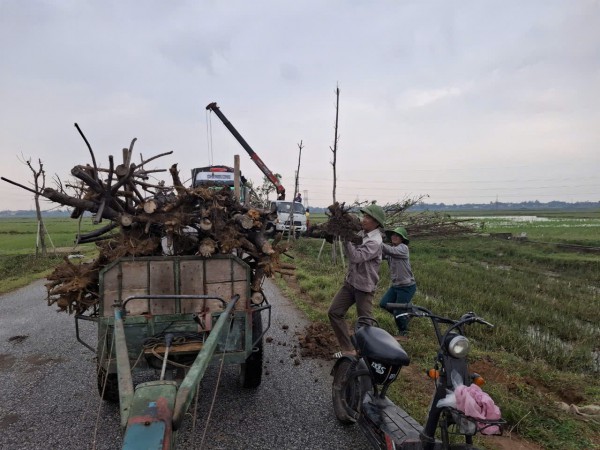 Thay thế cây xanh chết khô trong dự án 4 tỉ đồng ở Hà Tĩnh