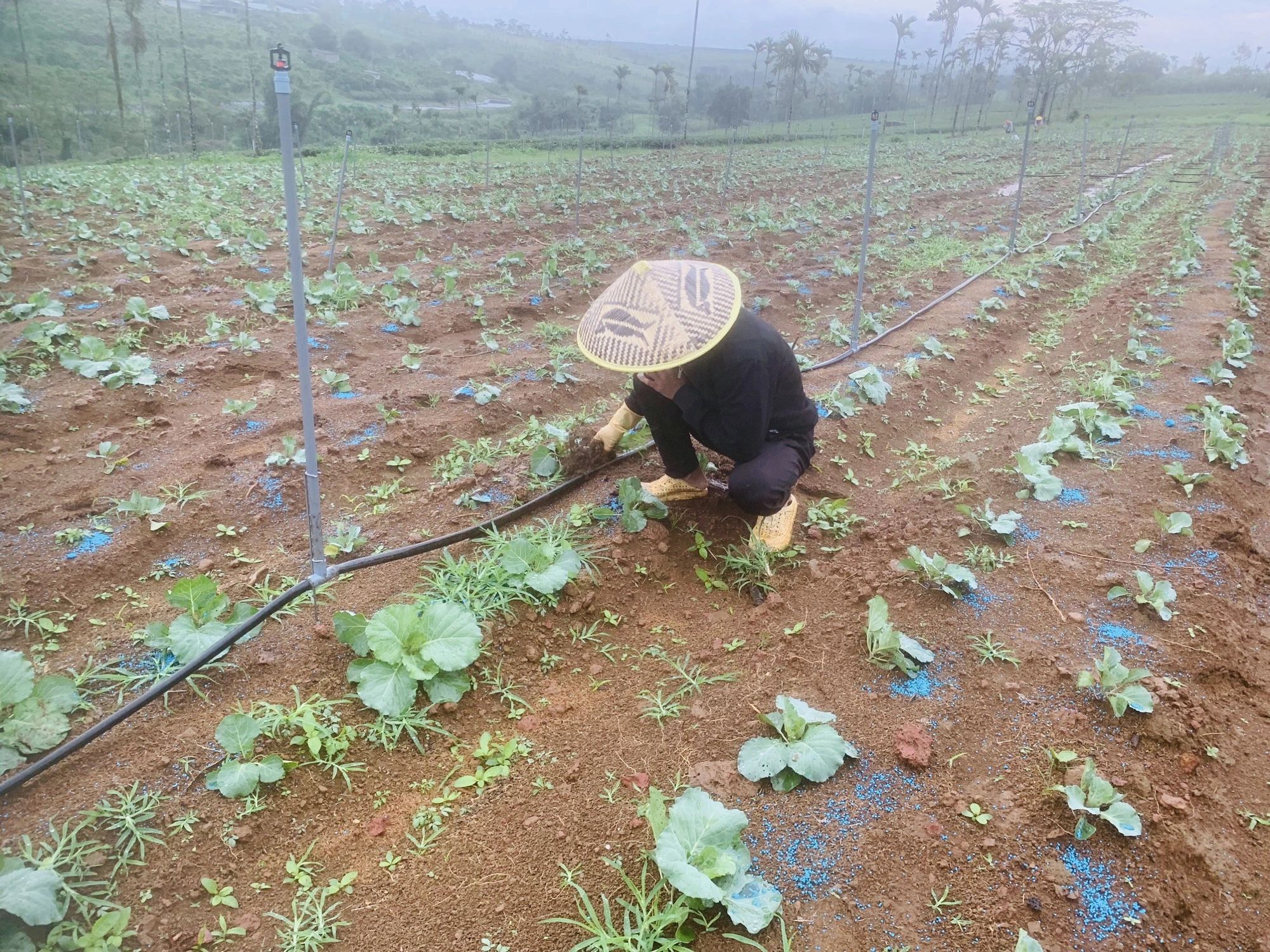 TP.HCM cho phép xây công trình trên đất nông nghiệp