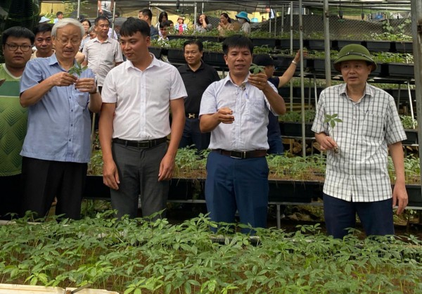 Sâm quốc bảo Việt Nam: Để sâm Ngọc Linh, Lai Châu, Lang Biang giá trị vững bền