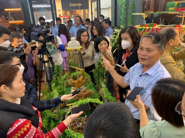 Sâm quốc bảo Việt Nam: Để sâm Ngọc Linh, Lai Châu, Lang Biang giá trị vững bền