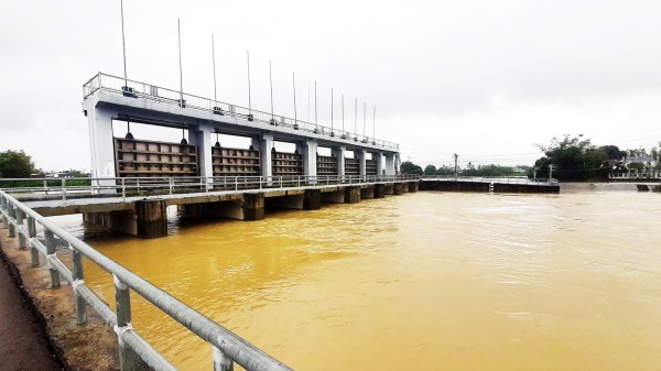 Mưa lớn gây ngập úng hàng ngàn ha lúa vừa gieo sạ ở Bình Định