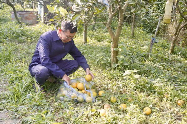 Cam Xã Đoài rụng hàng loạt, người trồng 'đứt ruột'