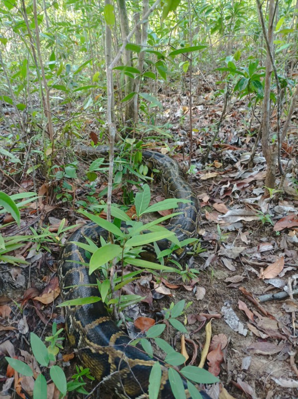 Trăn 30 kg vào nhà ăn gà, người dân bắt giao cho Vườn quốc gia Phú Quốc Trăn 30 kg vào nhà ăn gà, người dân bắt giao cho Vườn quốc gia Phú Quốc