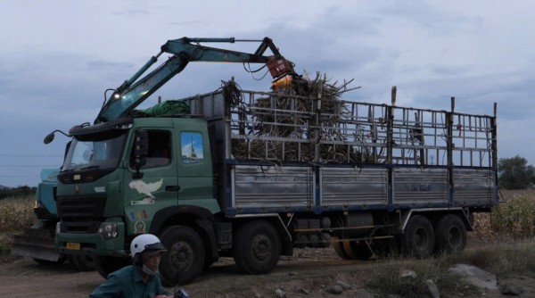 Nông dân Ninh Thuận gặp khó khi 'vướng' tải trọng đường vận chuyển mía đường Nông dân Ninh Thuận gặp khó khi 'vướng' tải trọng đường vận chuyển mía đường
