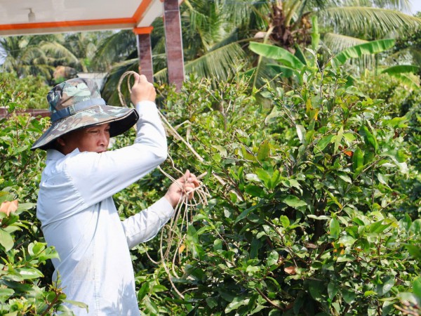 Làng nghề ở TP.HCM mùa tết: Tỉ phú làng mai 'bám' vườn ngày đêm Làng nghề ở TP.HCM mùa tết: Tỉ phú làng mai 'bám' vườn ngày đêm