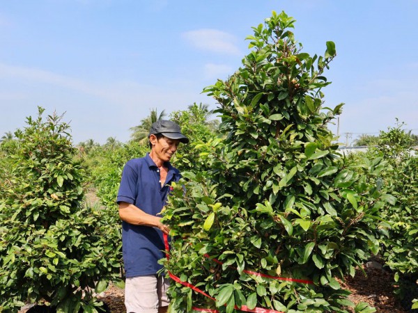 Làng nghề ở TP.HCM mùa tết: Tỉ phú làng mai 'bám' vườn ngày đêm Làng nghề ở TP.HCM mùa tết: Tỉ phú làng mai 'bám' vườn ngày đêm